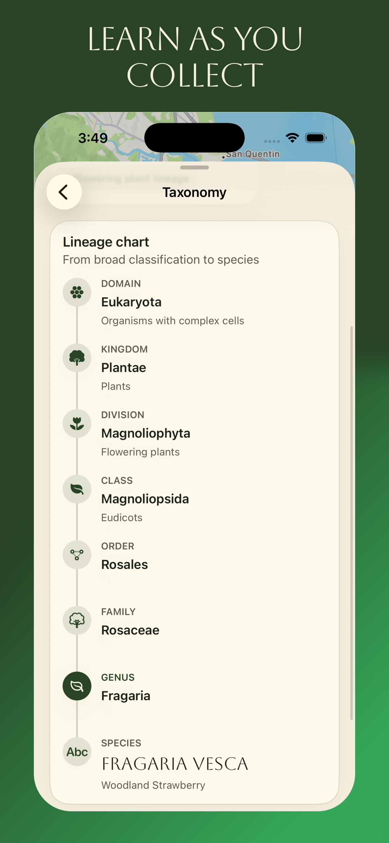 Taxonomy screen showing the lineage chart for Woodland Strawberry.